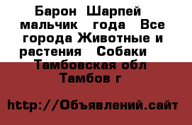 Барон (Шарпей), мальчик 3 года - Все города Животные и растения » Собаки   . Тамбовская обл.,Тамбов г.